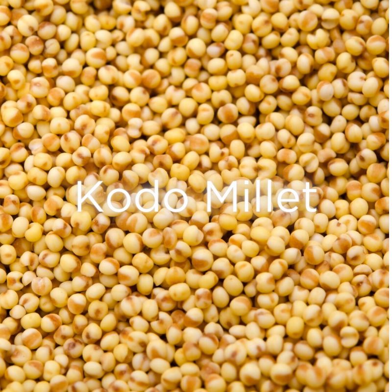 Organic kodo millet, Packaging Type : PP Bag, Packet