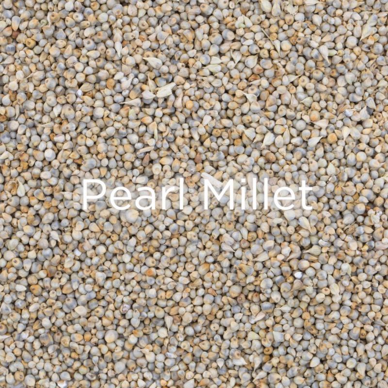 Organic pearl millet, Speciality : Gluten Free