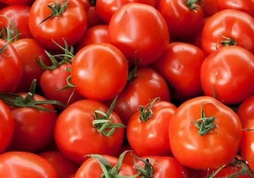 Red Common Fresh Tomato, for Cooking, Packaging Size : 5-20kg
