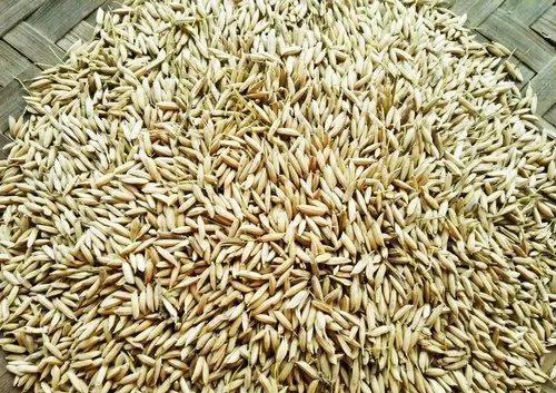 Paddy seeds, Packaging Type : Jute