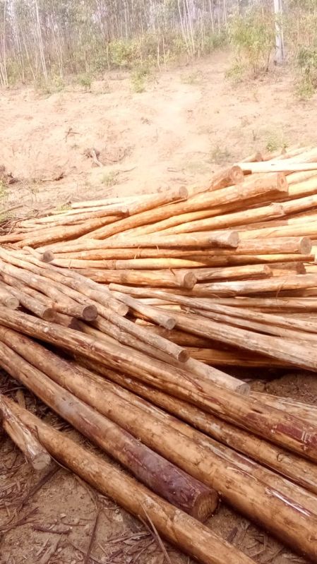 Brown Wood Eucalyptus Poles, For Constructional, Industrial