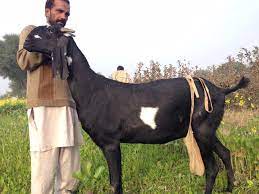 Beetal Goat, Color : Black