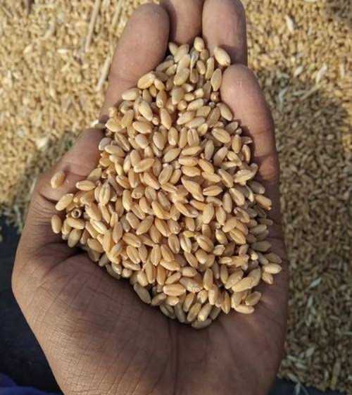 Organic wheat grains, Packaging Type : Jute Bag