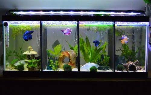 All Glass Aquariums 15 Gallon Black Tank (24 X 12 X 12)