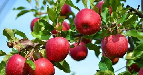 Fresh Irani Red Apple