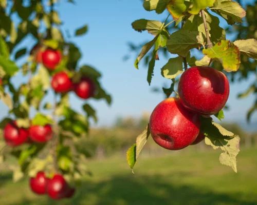 Fresh Irani Red Apple