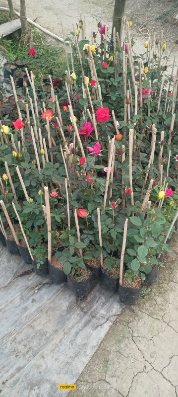 Rose Plants, For Garden, Feature : Freshness, Natural Fragrance