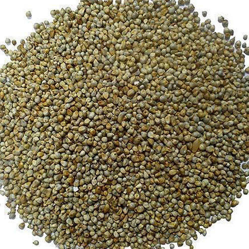 Hybrid Bajra Seeds