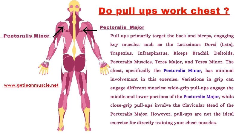 do pull-ups work chest training services