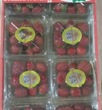 Satvik Organic fresh strawberry, Freezing Process : Cold Storage