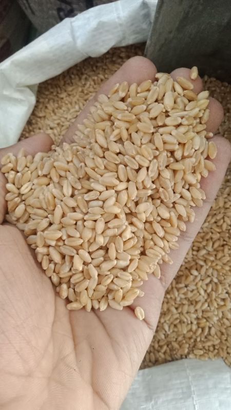 Wheat, Purity : 100%