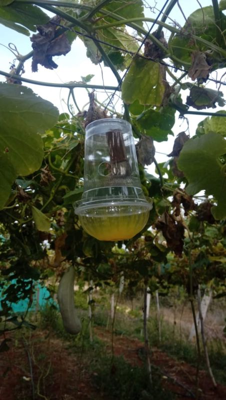 vegetable fly trap