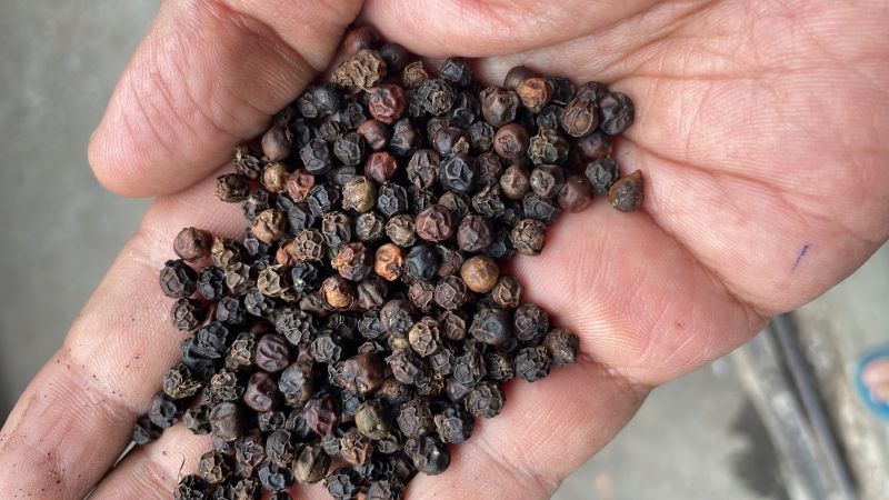 Bold Natural black pepper, Grade Standard : Food Grade