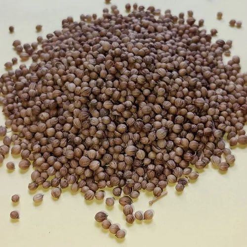 Natural Brown Dried Coriander Seeds, for Cooking, Shelf Life : 6 Month