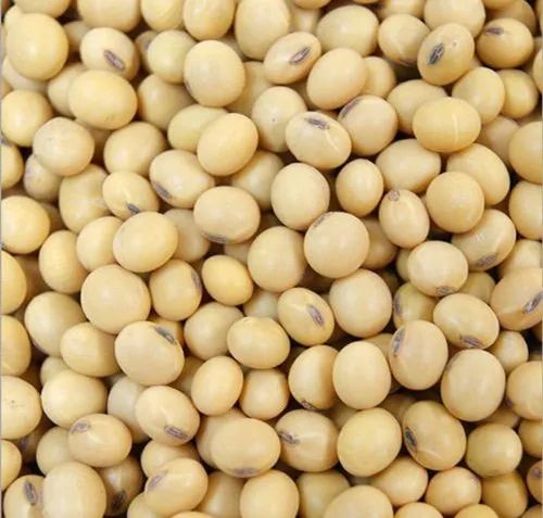 Natural Dried Soybean Seeds, for Animal Feed, Cooking, Purity : 100 %