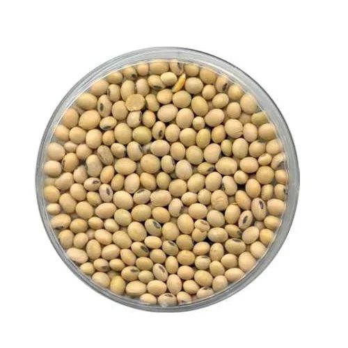 Nature Fresh Soybean Seeds, for Animal Feed, Cooking, Purity : 100 %