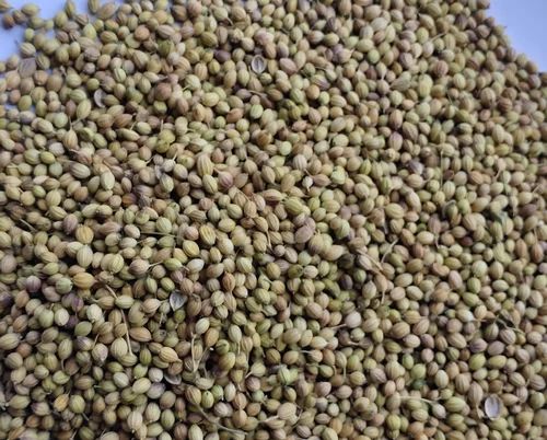 Green Organic Coriander Seeds, for Spices, Shelf Life : 6 Month