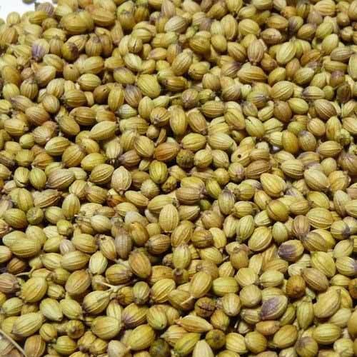 Green Natural Coriander Seeds, for Cooking, Packaging Size : 20 kg