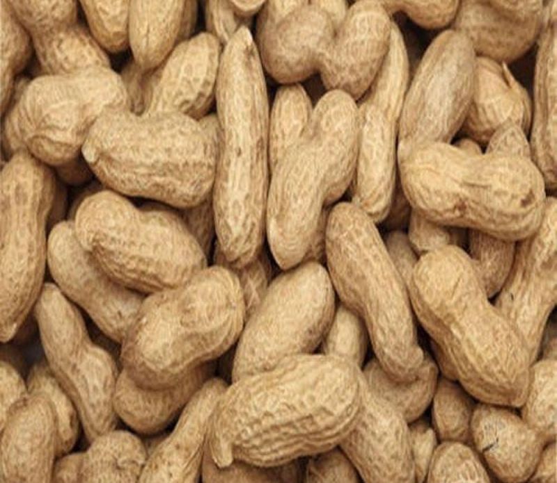 Light Brown Organic Shelled Groundnuts, for Making Oil, Making Snacks, Packaging Type : Bag