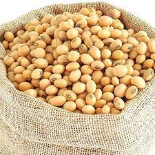 Organic Soybean Seeds, for Animal Feed, Cooking, Purity : 100 %