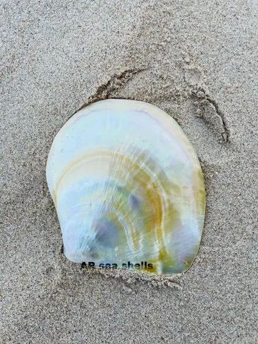 Natural Pearl Seashell