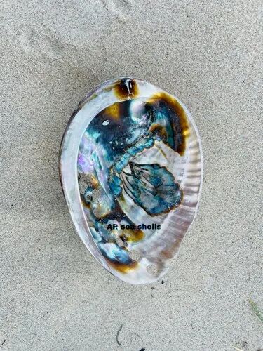 Multicolor Abalone Natural Seashell