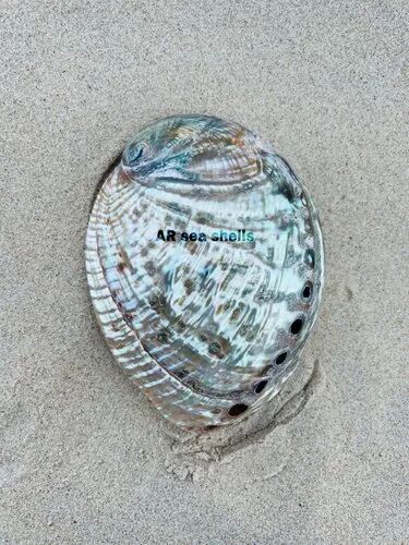 Multicolor Abalone Natural Seashell