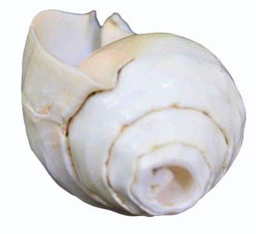 6 Inch White Vishnu Shankh