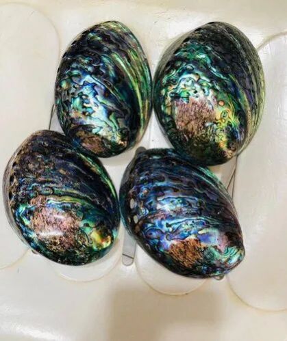 Abalone Pearl Seashell