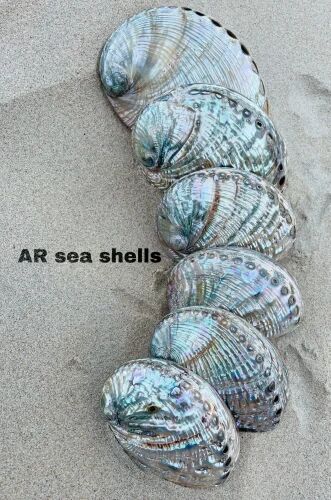 Multicolor Abalone Natural Seashell