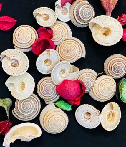 Multicolor Vishnu Chakra Natural Seashell