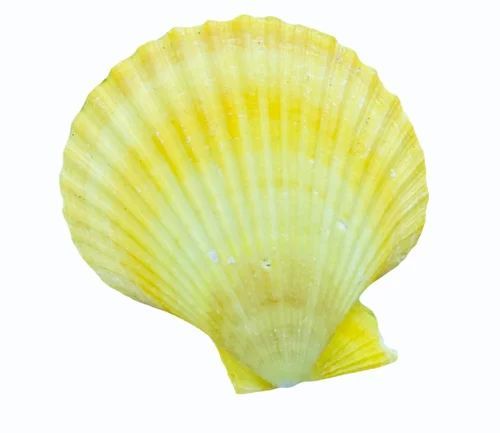 Yellow Mermaid Natural Seashell