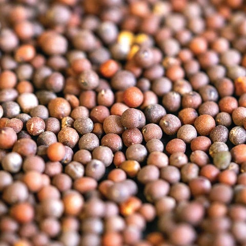Mustard Seeds, for Cooking