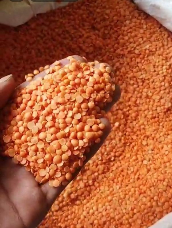Natural Indian Red Masoor Lentil Dal, For Cooking, Packaging Size : 25kg