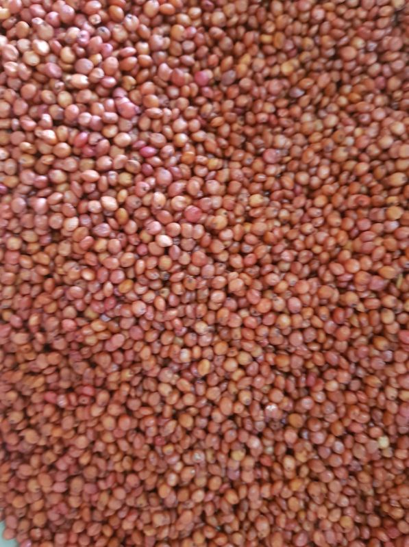 Common Red Sorghum Seed Grains, For Cooking, Style : Dried