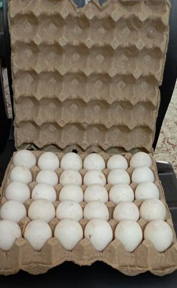 White Duck Eggs, For Human Consumption, Packaging Type : Tray