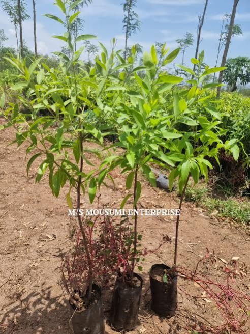 White Chandan Plant