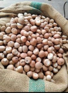 Fresh Areca Nut/ Chali