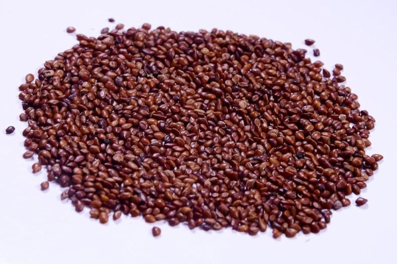 Hedge Lucerne Fodder Seeds