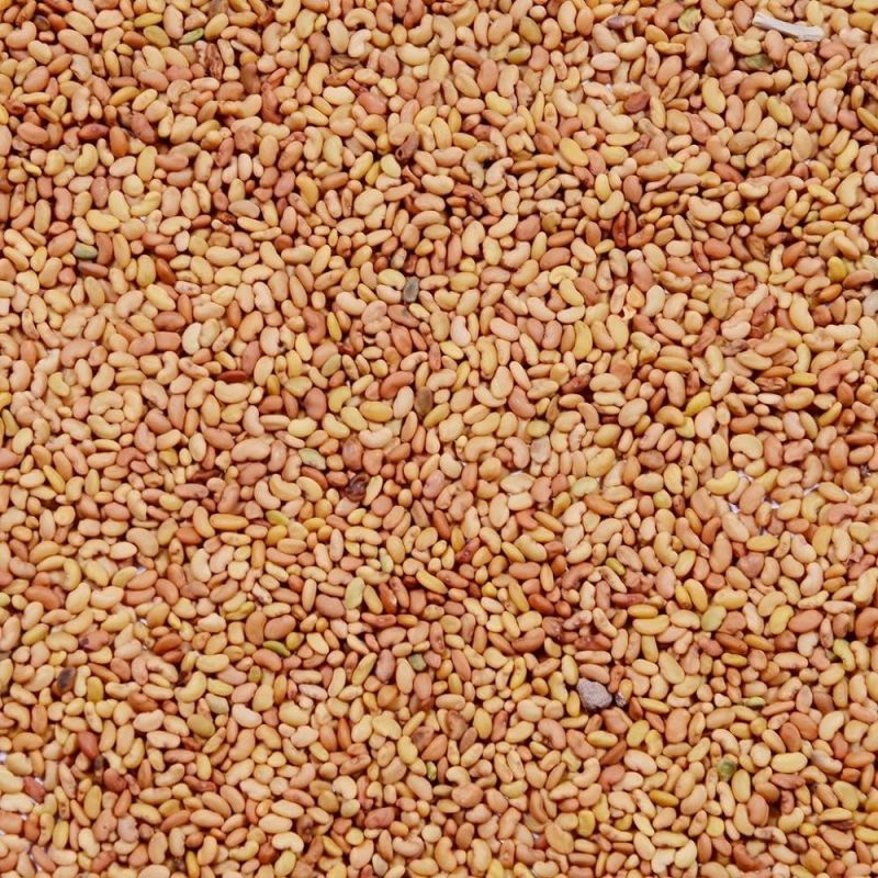 Natural Alfalfa Grass Seeds