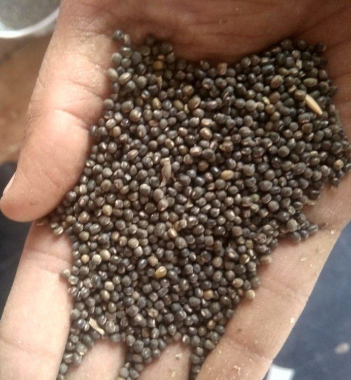 Pillipesara Fodder Seeds