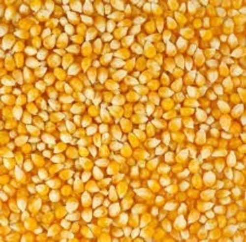 Yellow Maize Seeds