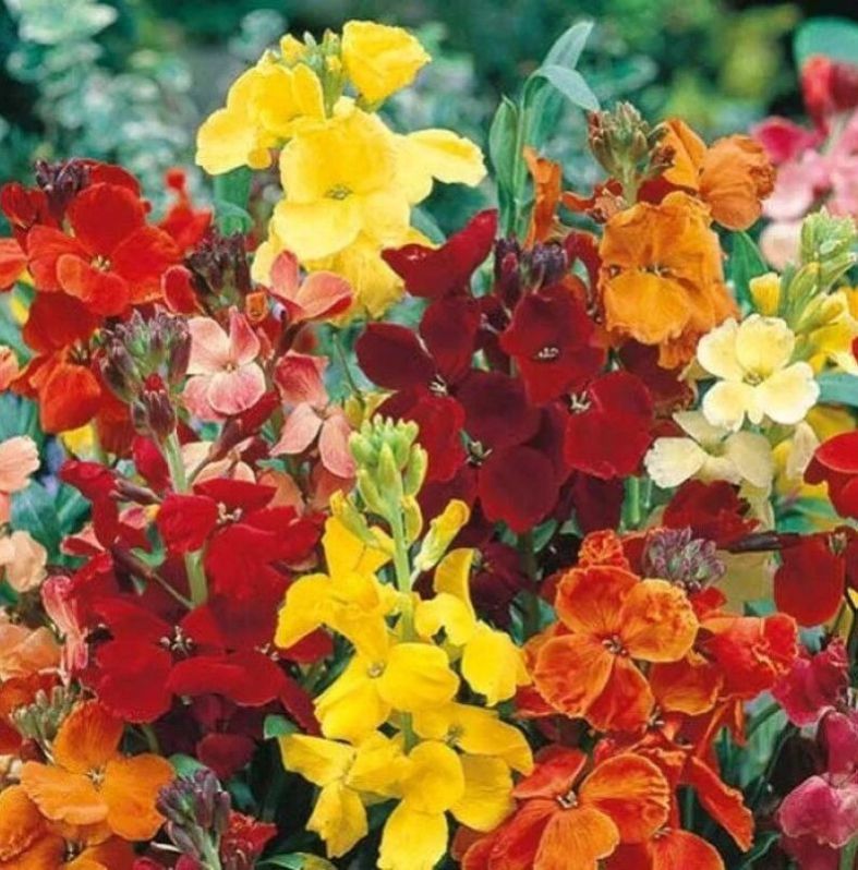 Cheiranthus Cheiri Mix Wallflower Seeds