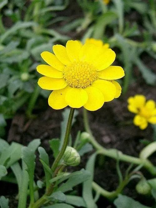 Chrysanthemum Multicaule Yellow Seeds
