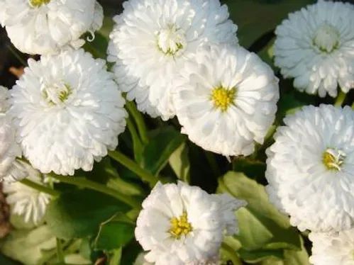Daisy Meadow White Flower Seeds