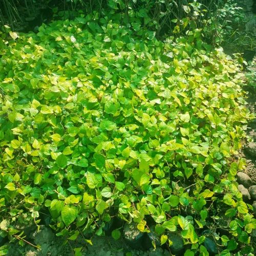 Betel Leaf Plant