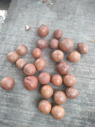 Macadamia Nut Seeds