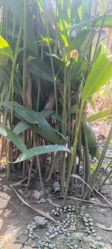 Green Cardamom Plant