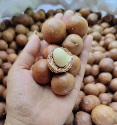 Macadamia Nut Seeds