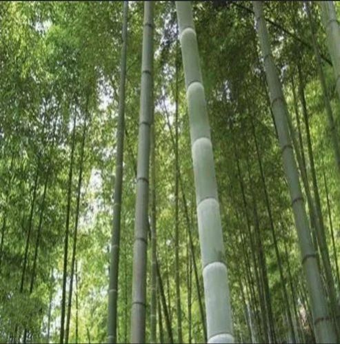 Moso Bamboo Pole